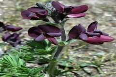 Thermopsis barbata